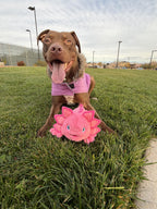 D.O.G. Very Durable Axolotl Dog Toy for Small, Medium & Large Dogs – 3-in-1 Plush Toy with Squeaker, Crinkle Paper, Double Layer Construction, Double Stitching & Less Stuffing.